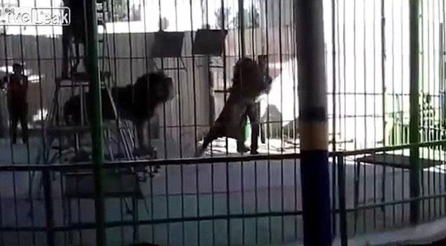 Арслан хүүхдүүдийн нүдэн дээр амьтан сургагчийг барьжээ (видео)